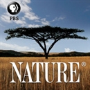 NATURE - PBS Video Podcast
