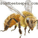 Organically Managed Beekeeping Podcast