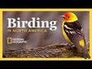 Using Bird Behavior to Identify Birds by James Currie
