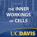 The Inner Workings of Cells by Ken Kaplan