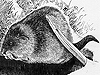 The Adventures of Jerry Muskrat by Thornton W. Burgess