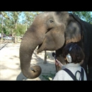 Giants on Our Hands: The Unemployed Elephants of Asia by Adam Fowler