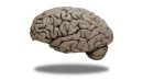 Medical Neuroscience by Leonard E. White