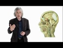 Linguistics as a Window to Understanding the Brain by Steven Pinker