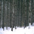 Creating a Good Future: Linji Plants Pines by John Daido Loori Roshi