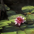 Alive to the Moment: Zhaozhou's Flower of Awakening by John Daido Loori Roshi