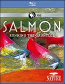 Salmon: Running the Gauntlet