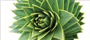 Shape of Nature by Satyan L. Devadoss
