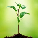 Understanding Plants, Part I: What a Plant Knows by Daniel Chamovitz