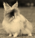 You Are Old, Father William by Lewis Carroll