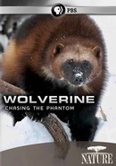 Wolverine: Chasing the Phantom