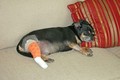 Medial patellar luxation knee problems can lead to dog arthritis by Chris Durin