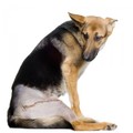 Treating Dog Hip Dysplasia With Surgery & Dog Arthritis Medication by Chris Durin
