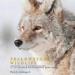 Yellowstone Wildlife