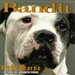 Bandit: The Heart-Warming True Story of One Dog's Rescue from Death Row