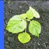 Green Rush: Eco-Business